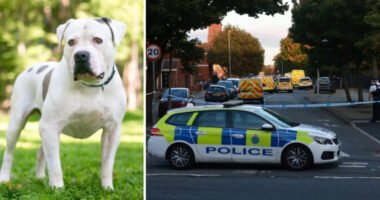 5 bulldog marcangolt halálra egy nőt Angliában, Liverpool városában