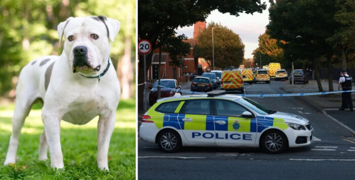 5 bulldog marcangolt halálra egy nőt Angliában, Liverpool városában 3
