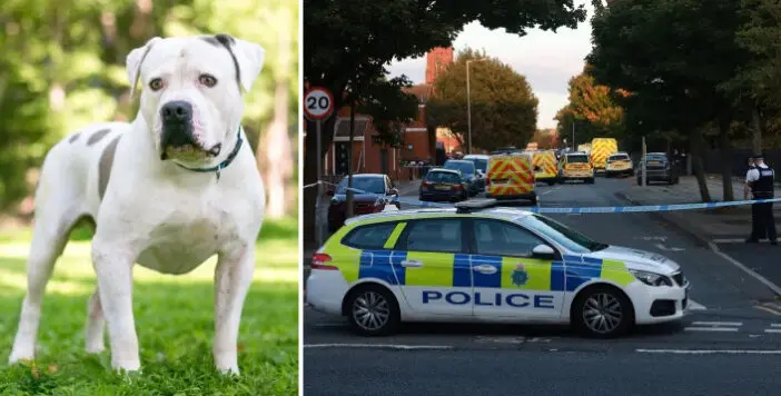 5 bulldog marcangolt halálra egy nőt Angliában, Liverpool városában