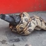 Óriáskígyót videóztak le London egyik utcáján, amint épp egy galambot fal fel