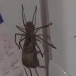 Hatalmas pókot találtak egy konyhában, ami egy egész egérrel a szájában mászott a hűtőn