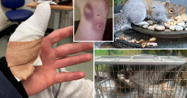 18 embert támadott és sebesített meg egy „vérszomjas” mókus egy brit kisvárosban 6