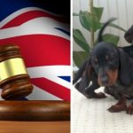 £5000-ra büntettek egy magyar férfit Angliában, mert illegálisan hozott be kiskutyákat az országba