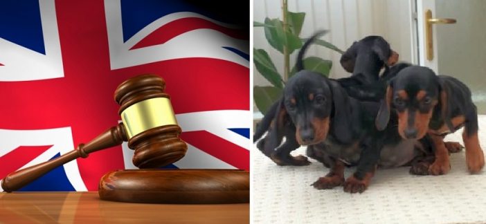 £5000-ra büntettek egy magyar férfit Angliában, mert illegálisan hozott be kiskutyákat az országba 2