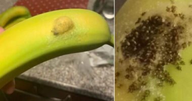 Ezt találta a Waitroseban vásárolt banánon egy anyuka Angliában: pókok százai másztak belőle elő