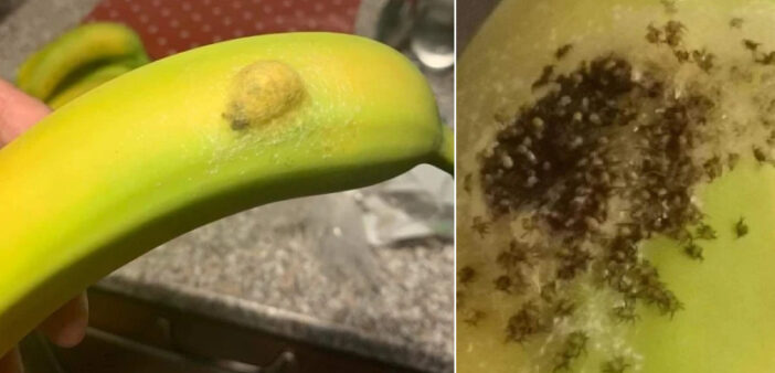 Ezt találta a Waitroseban vásárolt banánon egy anyuka Angliában: pókok százai másztak belőle elő 3