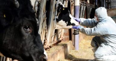 Az Egyesült Királyság betiltja a szarvasmarha, sertés, juh és szarvas importját Magyarországról és Szlovákiából egy száj- és körömfájásos eset miatt