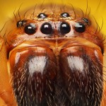 Nagy-Britannia legritkább pókja előkerült és először sikerült lefotózni