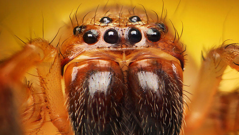 Nagy-Britannia legritkább pókja előkerült és először sikerült lefotózni 1
