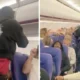 wizz air balhe